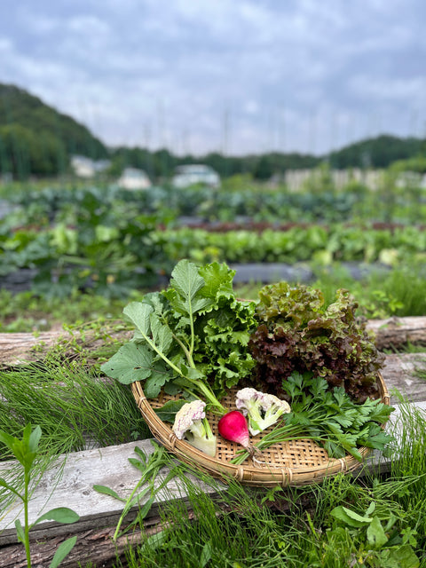 【dk's FARM×ジョニーズファーム】採れたてお野菜セット【送料込み】