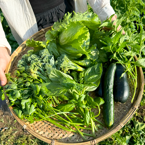 【dk's FARM】採れたてお野菜お裾分けセット 【送料込み】